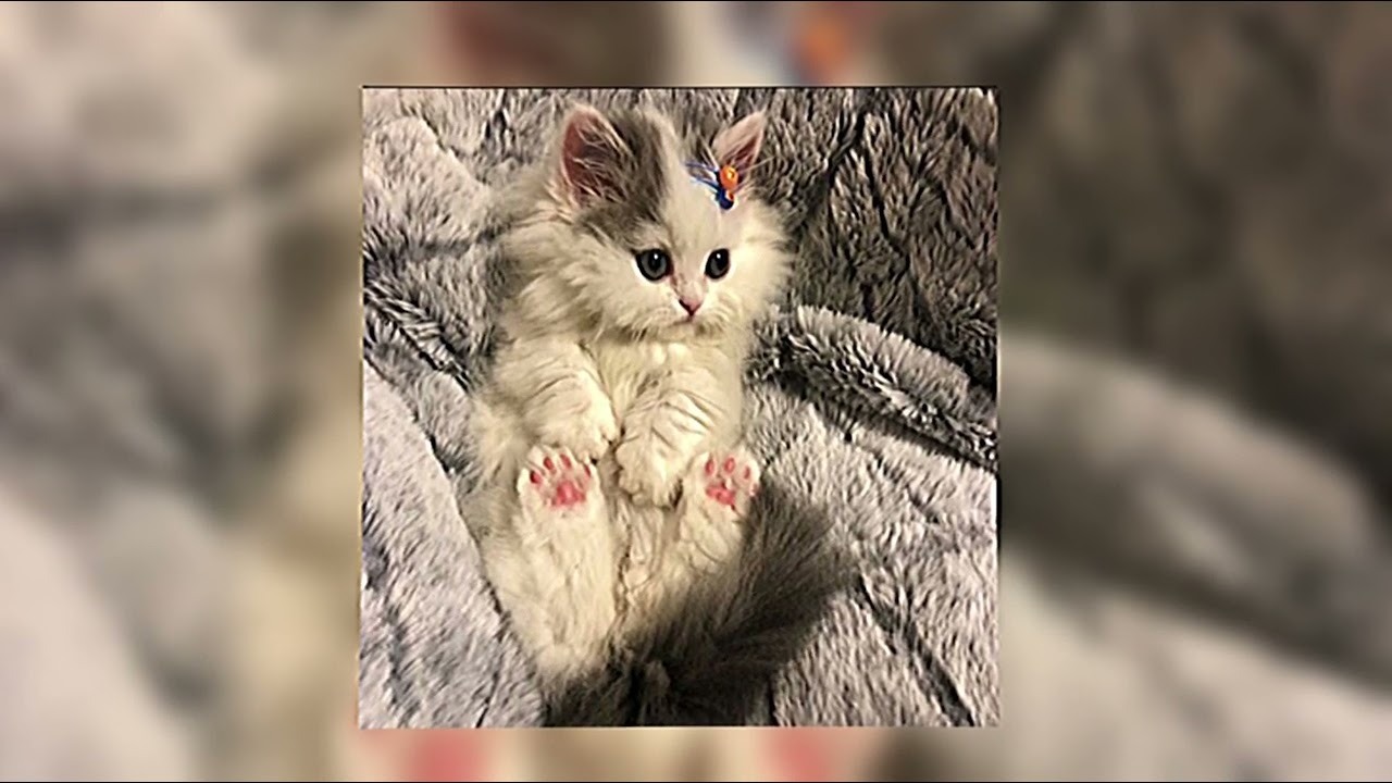 “Mawlaya” by Maher Zain (speed up) vocals only.