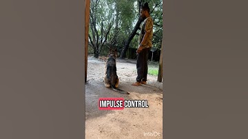 Working On Impulse Control