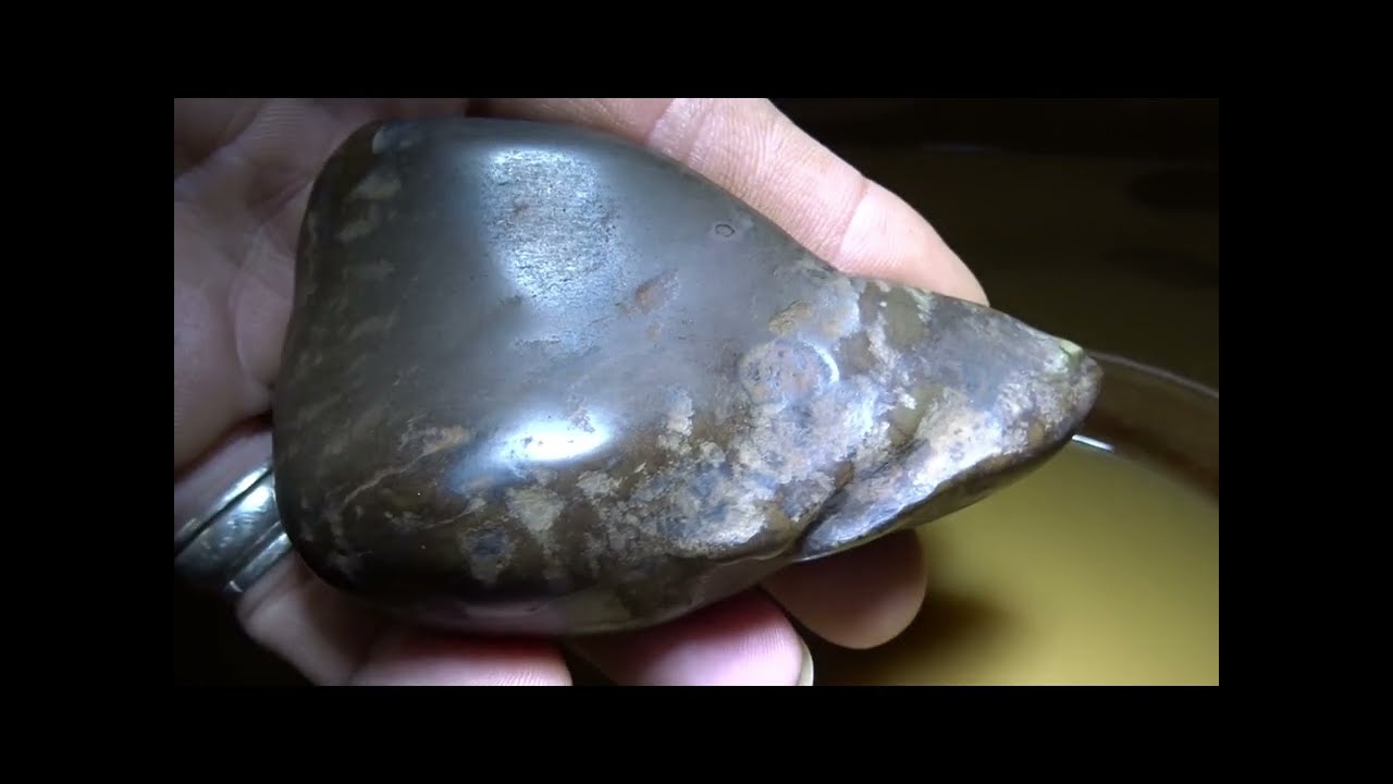 Dinosaur Tooth or Tusk SHORTS