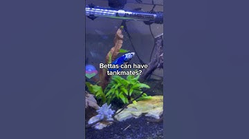 Betta tankmates