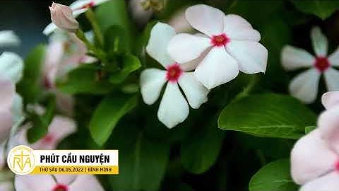 Phút Cầu Nguyện, Thứ Sáu 06/05/2022: Gia Vị Tình Yêu