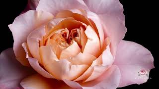 Miyabi Brown Garden Rose Timelapse