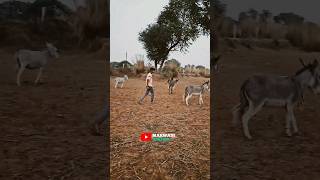 Kallo कल्लो | New Haryanvi Songs haryanavi 2023 #shorts #viral #kallo #tranding #trendingshorts