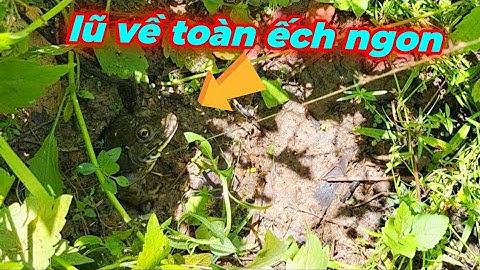 Lũ về  đi nhấp ếch là nghiện #p 37 youtube câu cá hóc môn