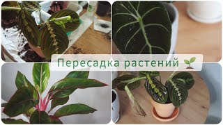 ПЕРЕСАДКА РАСТЕНИЙ ИЗ ЛЕРУА МЕРЛЕН 🌱 АЛОКАЗИЯ, АГЛАОНЕМА И МАРАНТА