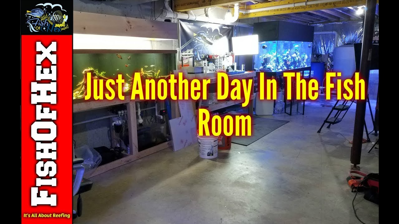 One Year Maintenance and Dealing With Humidity | Fish Room One Year Maintenance and Dealing With Humidity | Fish Room
