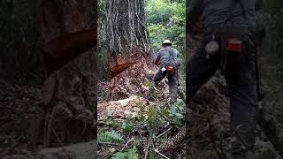 Timber cutting Oregon