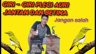 CIRI CIRI PLECI AURI JANTAN DAN BETINA||AURIVENTER