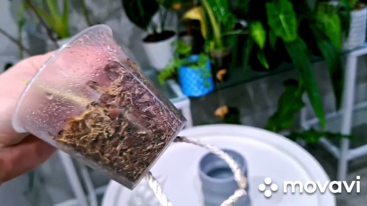 НАВОЖУ ПОРЯДОК.КОМНАТНЫЕ РАСТЕНИЯ(ЦВЕТЫ).