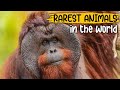 Rarest Animals In The World