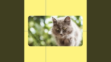 Pulsating Backdrops for Cute Cat