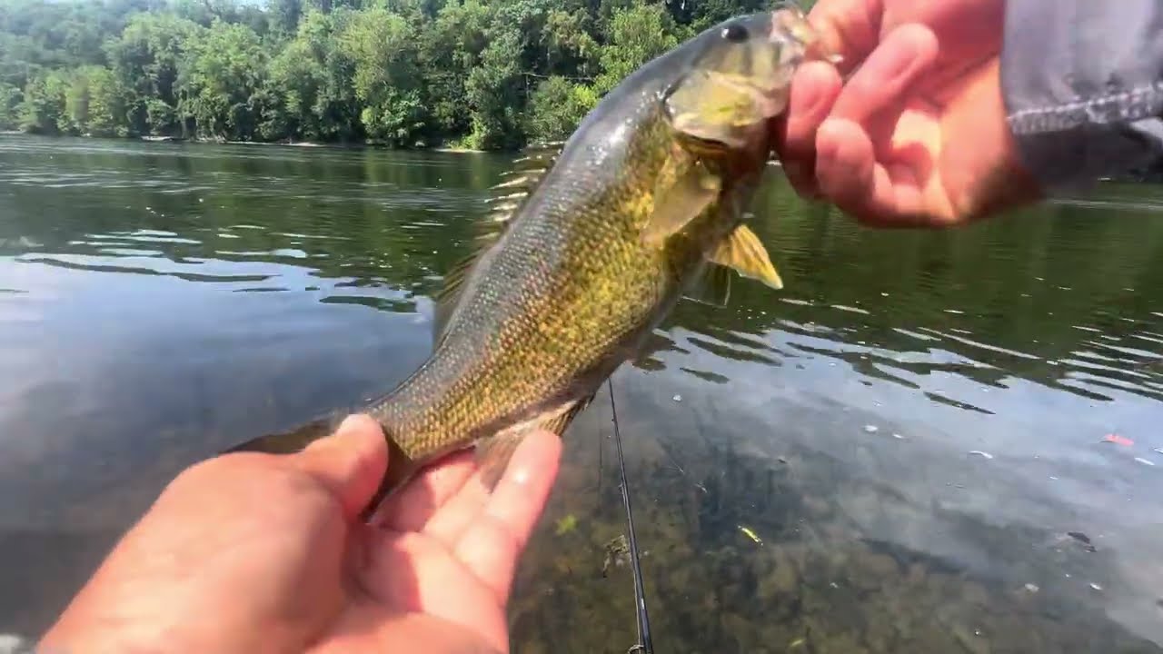 Delaware River Fishing For Smallmouth Bass With REBEL WEE CRAWFISH
