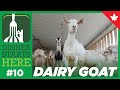 Where Does Goat Milk Come From? - Dinner Starts Here (Farm 10)