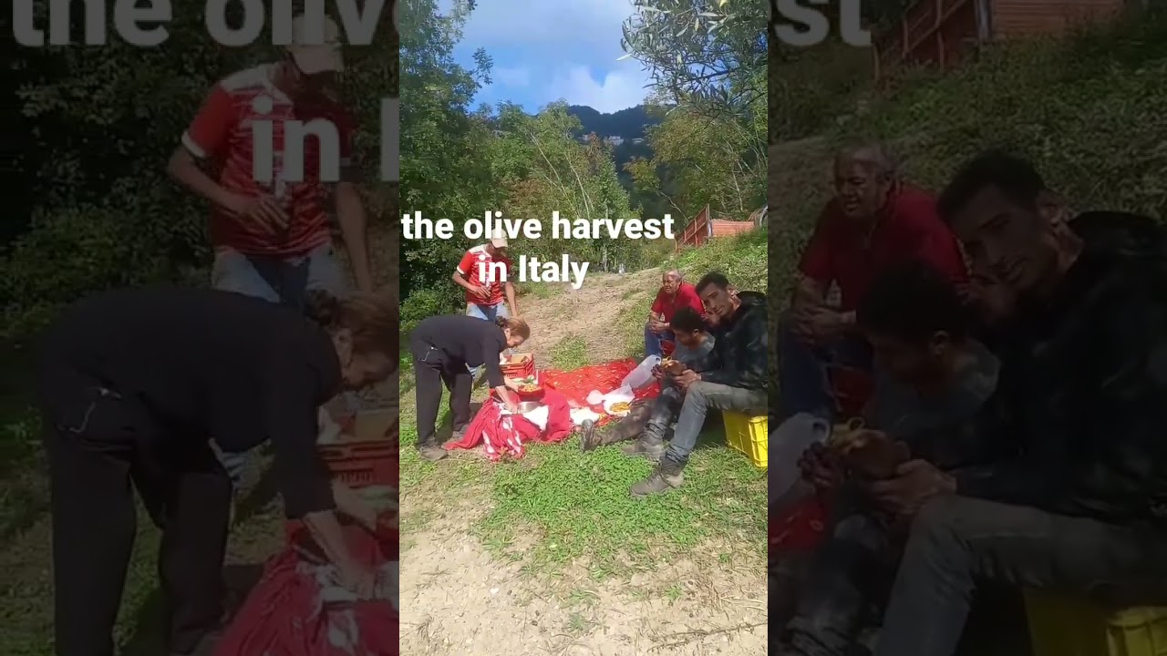 la raccolta dei olive in Italia..
