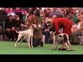 Crufts 2016 - Pointer Best of Breed