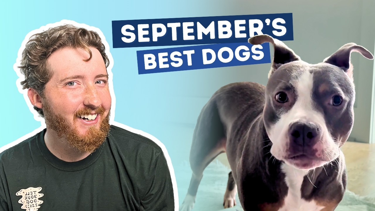 The Best Dogs of September