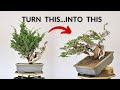 Turning a Bush into a Stunning Bonsai | Bonsai-U