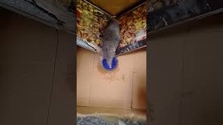 PLEASE NEVER USE GLUE TRAPS TO GET RID OF RATS/MOUSE🙏 #nature #mousetrap #rats #cruelty #wildlife