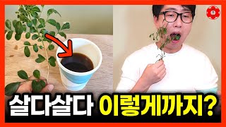 내일부터 커피 못 마시는 이유 [원인은 이 식물]