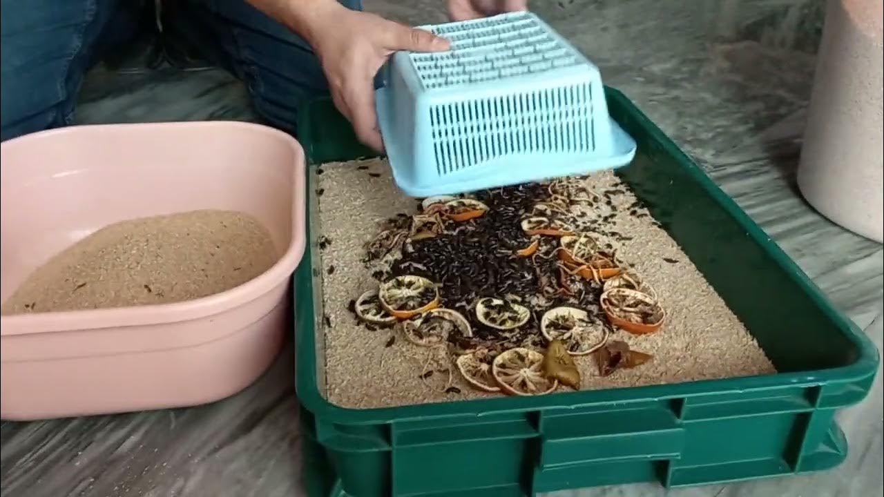how to separate mealworms eggs from beetle practical video YouTube