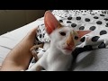 Introducing Oriental Shorthair Rufus - sweet kitten purring の動画、YouTube動画。