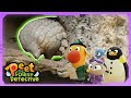 A Pangolin’s Adventure Through the Wild! 🌿 | Animal Stories For Kids | Peet The Forest Detective