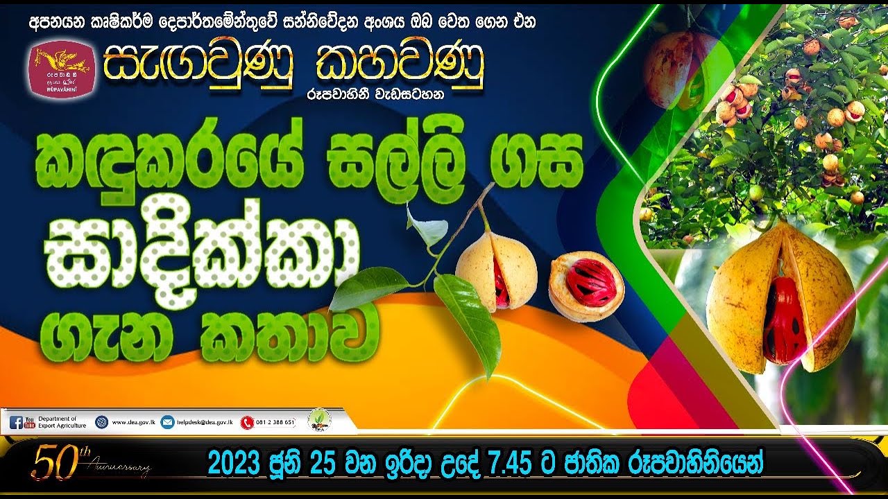 කඳුකරයේ සල්ලි ගස 