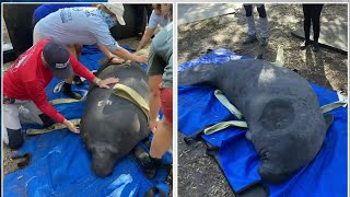 Manatee feeding experiment in Florida starts slowly as cold looms