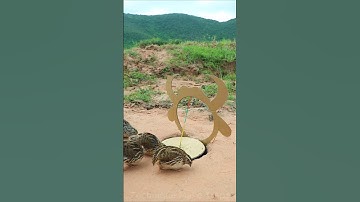 Creative DIY Trap Technique - quick bird trap #shorts