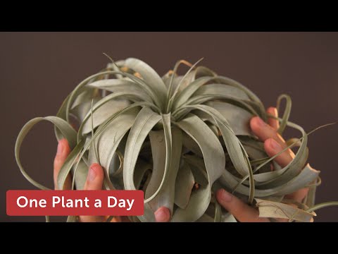 Video: Vad är Xerographica-växter: Lär dig om att odla Xerographica-krukväxter