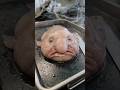 THE TRUTH ABOUT THE "UGLIEST" BLOBFISH #blobfish #discovery #deepsea