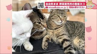 野菜直売所の「看板ネコ」…接客とパトロールが仕事 自由気ままな仲良し3匹【にゃんこのひと時】 (21/09/22 20:40)