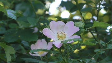 Morning Prayer –Wednesday, 9th June 2021