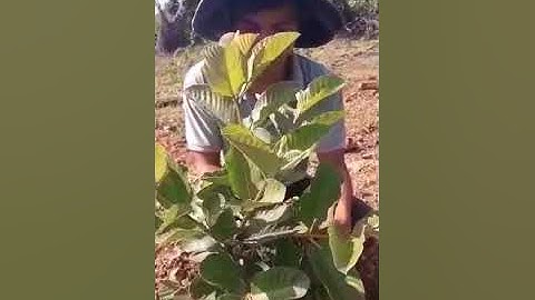 Cắt cành tạo tán cho ổi ruby