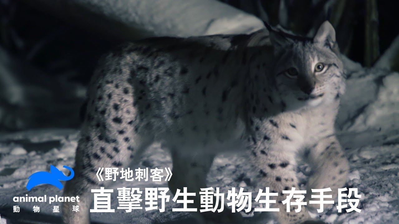 直擊全球物種面對生存危機的本能手段!獅群結伴圍攻大象、溫帶森林巨人駝鹿展現敏捷身手 《野地刺客》3 月13 日起每星期四晚間 8 點播出 縮圖