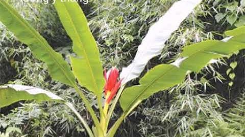 Chuối hột rừng món ăn - bài thuốc nhiều công dụng