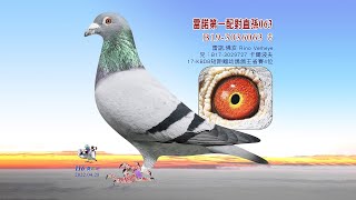【雷諾】B19-3036063