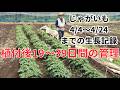 じゃがいも植付後19~39日間の生長記録#3 2026/4/4 4/15 4/24