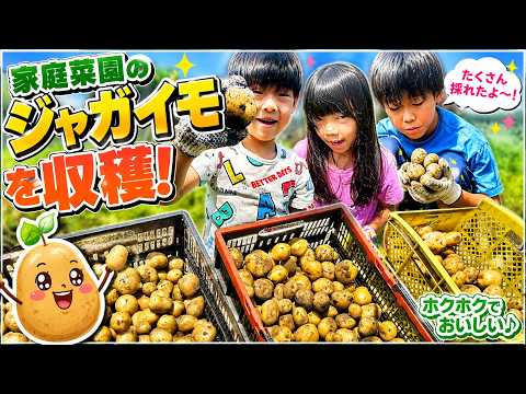 家庭菜園のジャガイモ大収穫！！だーしまファミリー普段の様子