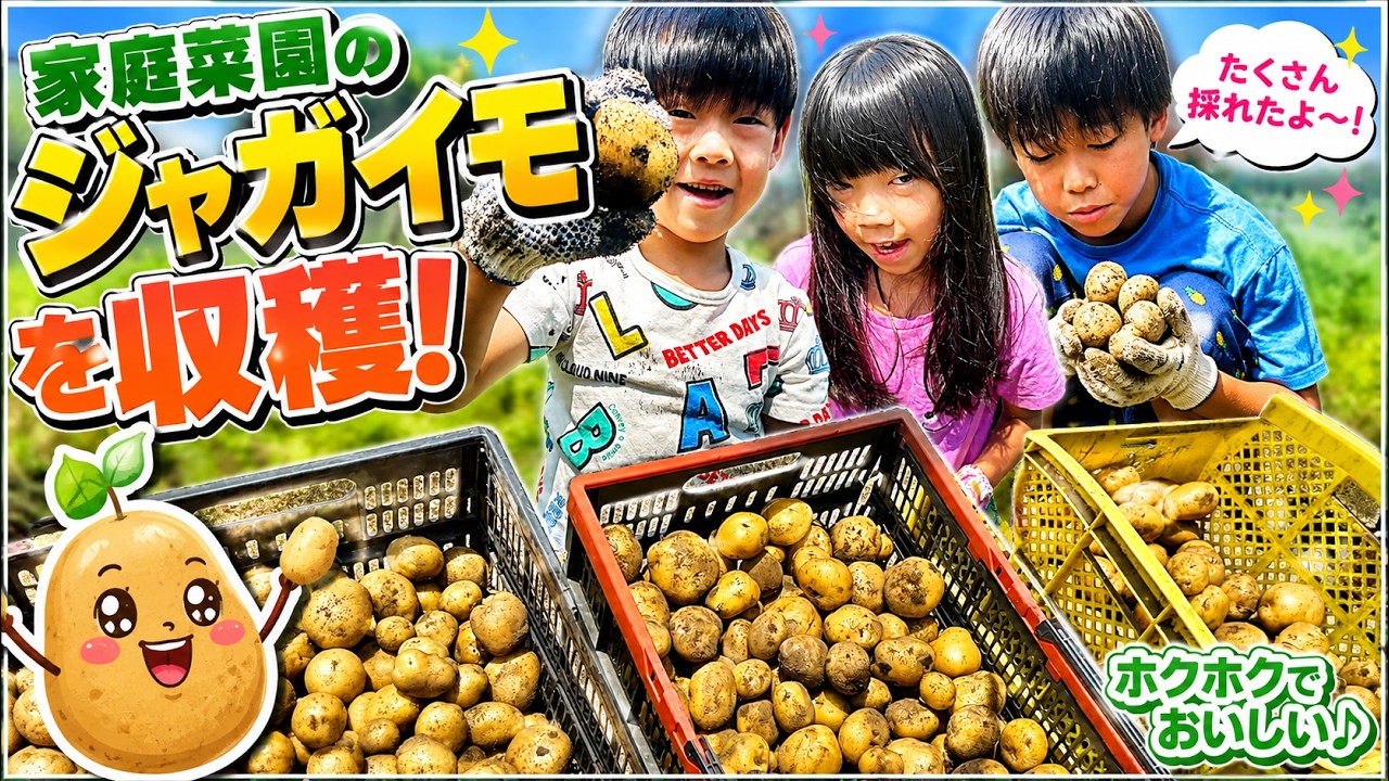 家庭菜園のジャガイモ大収穫！！だーしまファミリー普段の様子 - YouTube