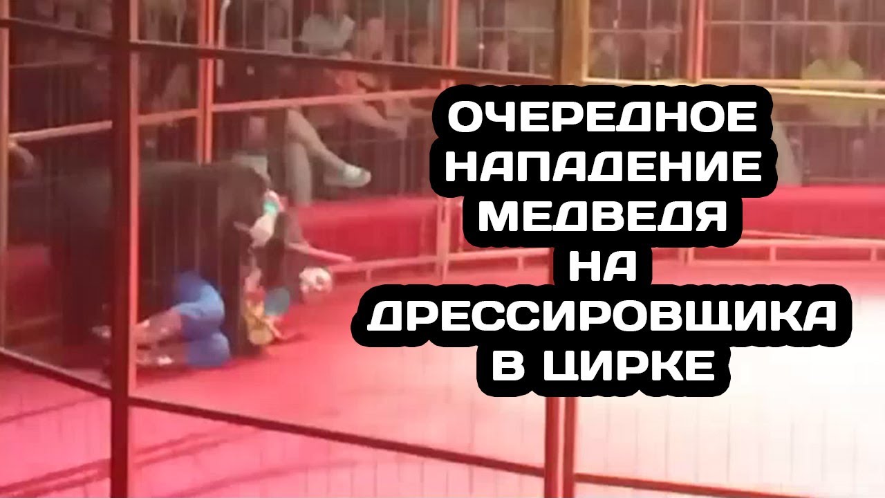 Нападение медведя на дрессировщика в "Цирке Моретти" в Бийске - YouTube