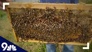 Someone is steeling valauble bees in Long Island
