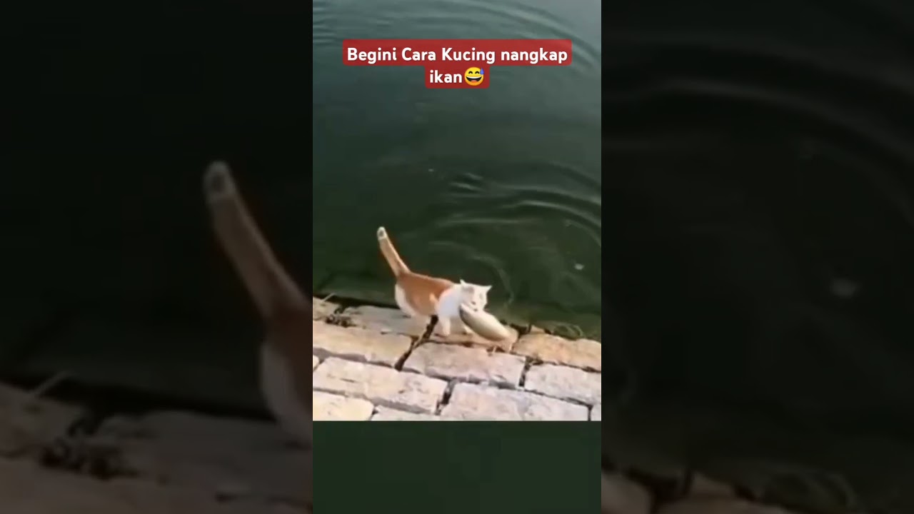#kucinglucu #funny #shortvideo kucing cari makan😅