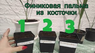 Финиковая пальма из косточки. Уход за финиковой пальмой в домашних условиях.  Неприхотливый сад