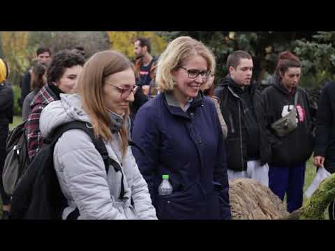 Video: Cât de înalt are un arbore de lalele?