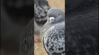 Pigeon close up / Stadttaube großaufnahme Berliner Platz - Ludwigshafen am Rhein