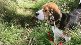 Beagle the best hunting dog. Animal story by Animal Story 30 views 3 years ago 5 minutes, 32 seconds