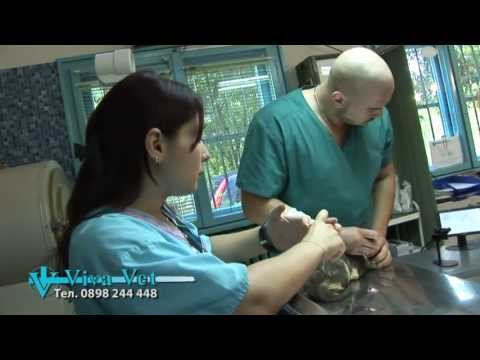 Денонощна Ветеринарна Клиника