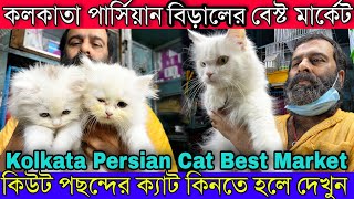 কলকাতা বেস্ট পার্সিয়ান বিড়াল মার্কেট | পছন্দের ক্যাট কিনুন (Persian Cat Market in Kolkata)