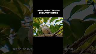 Arti jika bermimpi melihat burung perkutut terbang |kholiqperkutut